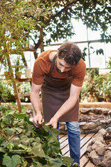 bearded good looking gardener in linen apron examining fresh leaves on bush in greenhouse