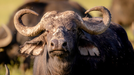 Head of a male cape buffalo ( Syncerus caffer), Mara Naboisho Conservancy, Kenya.