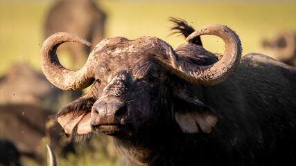 Head of a male cape buffalo ( Syncerus caffer), Mara Naboisho Conservancy, Kenya.