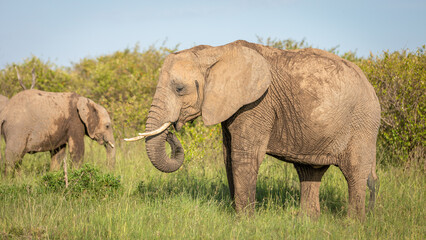 Naklejka na ściany i meble Elephant ( Loxodonta Africana) grazing, Mara Naboisho Conservancy, Kenya.