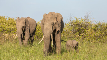 Elephants ( Loxodonta Africana) with a calf grazing, Mara Naboisho Conservancy, Kenya.
