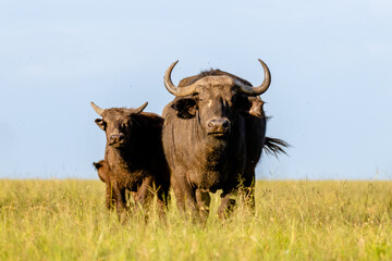 Male cape buffalo ( Syncerus caffer) looking at the camera, Mara Naboisho Conservancy, Kenya.