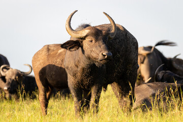Female cape buffalo ( Syncerus caffer) in a herd, Mara Naboisho Conservancy, Kenya.
