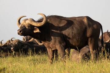 Male cape buffalo ( Syncerus caffer), Mara Naboisho Conservancy, Kenya.