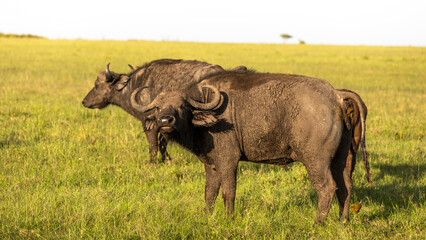 Obraz premium Female cape buffalo ( Syncerus caffer) smelling, Mara Naboisho Conservancy, Kenya.