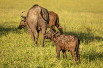 Naklejka na ściany i meble Female cape buffalo with calf ( Syncerus caffer), Mara Naboisho Conservancy, Kenya.