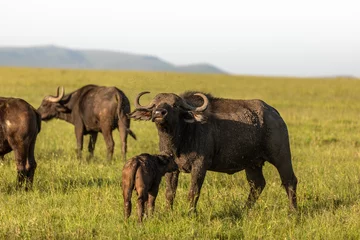 Crédence de cuisine en plexiglas Parc national du Cap Le Grand, Australie occidentale Female cape buffalo with calf ( Syncerus caffer), Mara Naboisho Conservancy, Kenya.