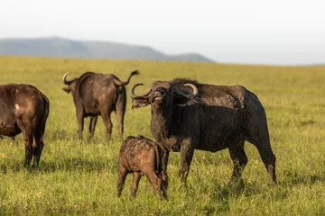 Crédence de cuisine en plexiglas Parc national du Cap Le Grand, Australie occidentale Female cape buffalo with calf ( Syncerus caffer), Mara Naboisho Conservancy, Kenya.