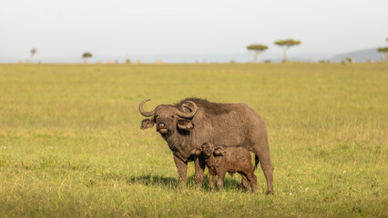 Female cape buffalo with calf ( Syncerus caffer), Mara Naboisho Conservancy, Kenya. - obrazy, fototapety, plakaty