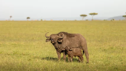 Foto op Canvas Female cape buffalo with calf ( Syncerus caffer), Mara Naboisho Conservancy, Kenya. © Gunter