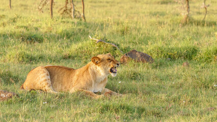 Lioness ( Panthera Leo Leo) eating a mongoose, Mara Naboisho Conservancy, Kenya.