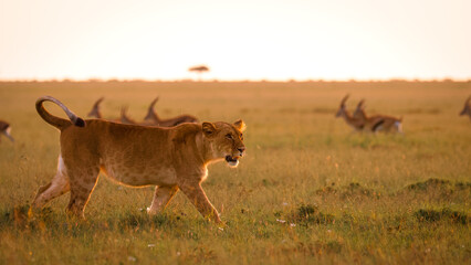 Lioness ( Panthera Leo Leo) on a hunt, Mara Naboisho Conservancy, Kenya.
