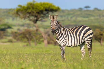 Obraz premium Plains zebra, equus quagga, equus burchelli, common zebra looking at the camera, Mara Naboisho Conservancy, Kenya.