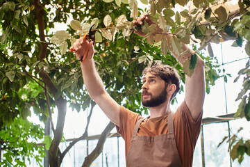 bearded gardener in linen apron cutting branch on tree with gardening scissors in greenhouse