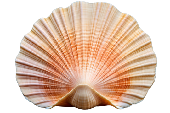 Beautiful Single Full Color Seashells On Transparent Background