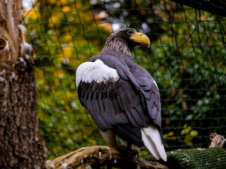 
Close-up of a beautiful young bird of prey looking for food, taken in Germany on a sunny day. 