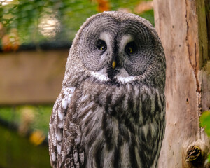 
Close-up of a beautiful young bird of prey looking for food, taken in Germany on a sunny day. 
