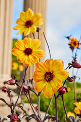 Bee on yellow flower with brown stem like death and decay mixed with life in renewal in garden