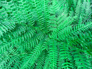 Green fern growing in summer. Fern with green leaves on a natural background. Texture background. Wildlife, forest.