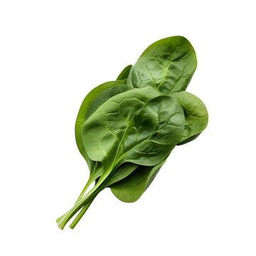 Green spinach leaves isolated on white