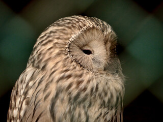 
Close-up of a beautiful young bird of prey looking for food, taken in Germany on a sunny day. 