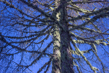 Ecological background. Tree branches with lichens. larch trunk against the blue sky. Pure air concept. Particular light.