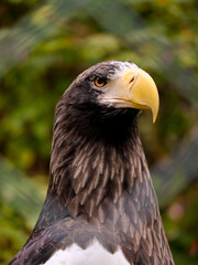 
Close-up of a beautiful young bird of prey looking for food, taken in Germany on a sunny day. 
