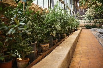 Fototapeta na wymiar fresh plants and bushes and trees inside of greenhouse, indoor garden ecosystem concept