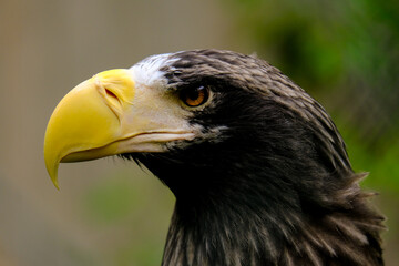 
Close-up of a beautiful young bird of prey looking for food, taken in Germany on a sunny day. 