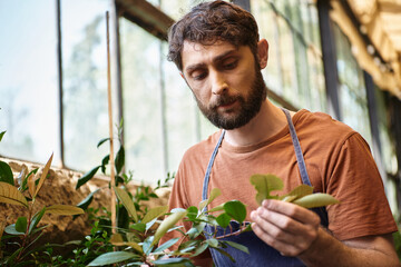 good looking bearded gardener in denim apron looking at green leaves of plant in greenhouse