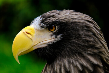 
Close-up of a beautiful young bird of prey looking for food, taken in Germany on a sunny day. 
