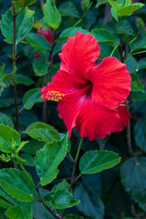 Red Hibiscus Flower Close-up

