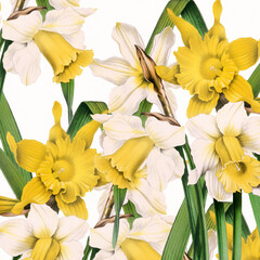 Floral design. Daffodil Flowers. Digital floral watercolor vibes on textured white.