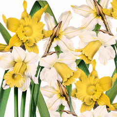 Floral design. Daffodil Flowers. Digital floral watercolor vibes on textured white.