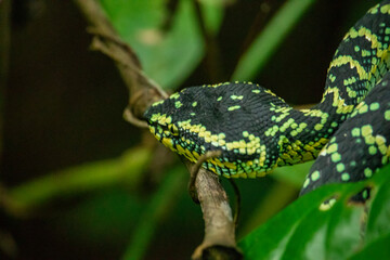 Wagleri's Viper (Tropidolaemus wagleri) in the forest	