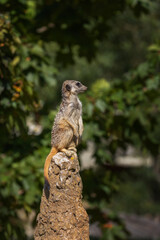 Suricata suricatta - A meerkat sitting on a narrow long trunk and guarding the trunk against danger. Beautiful bokeh.