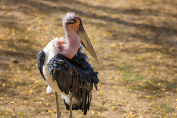 Leptoptilos - stork-like bird standing head-on on grass with wings slightly spread