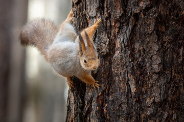 Squirrel in the autumn park..