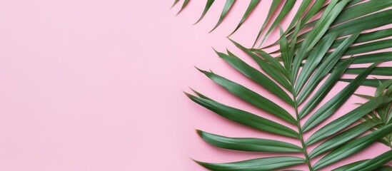 Fototapeta na wymiar Palm green leaf copy space pink background. AI generated