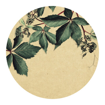 Plant design for round drink coaster, table mat, dining mat, cup mat, greeting card, invitation. Wild grape leaves, vintage style.