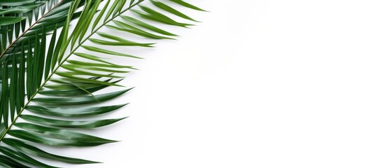 Green palm leaf copy space white background. AI generated