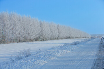 Fototapeta na wymiar frosty sunny day. Birches and other trees grow along the road. Everything is covered with scintillating hoarfrost.