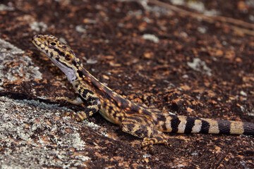 Camouflaged lizard, the ornate crevice dragon (Ctenophorus ornatus) on granite rock, Western Australia