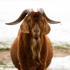 Brown male Boer goat with impressive horns standing on snow