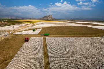 Türkiye / Izmir Menemen plain 06 September 2023 cotton fields and cotton picking vehicle