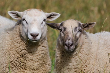 Domestic sheep couple close-up portrait on the pasture. Funny animal photo. Small farm in Czech republic countryside. Sunny day in early Autumn.	