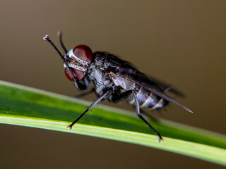 fly on leaf