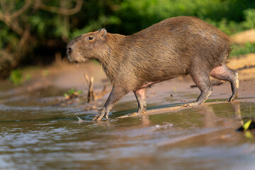 capybara in tropical Pantanal