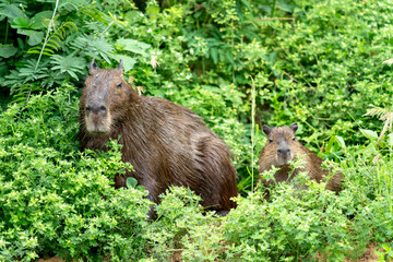 capybara in tropical Pantanal