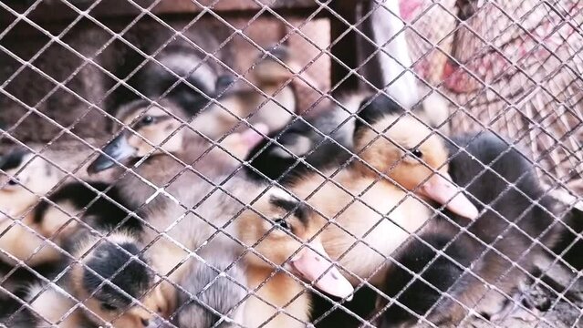 Ducklings water bird little baby tiny ducks with small beak cute newborn duckling birds in a cage canetons, patitos, patinhos, entenkuken footage video clip